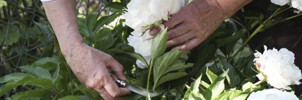 Нож садовый Opinel №10 с изогнутым лезвием 113110 113110 от прозводителя Opinel